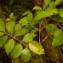 Cyclophyllum barbatum (G. Forst.) N. Hallé & J. Florence resmi