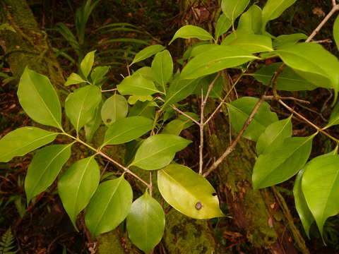 Image of Cyclophyllum