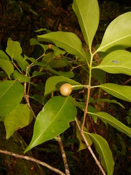 Image of Cyclophyllum