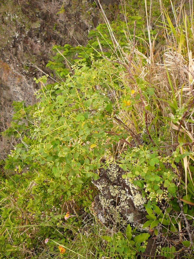 Image of Euphorbia fosbergii (J. Florence) Govaerts