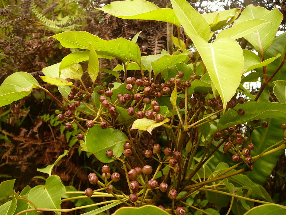 Image of aralia