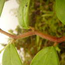 Image of Peperomia grantii Yunck.