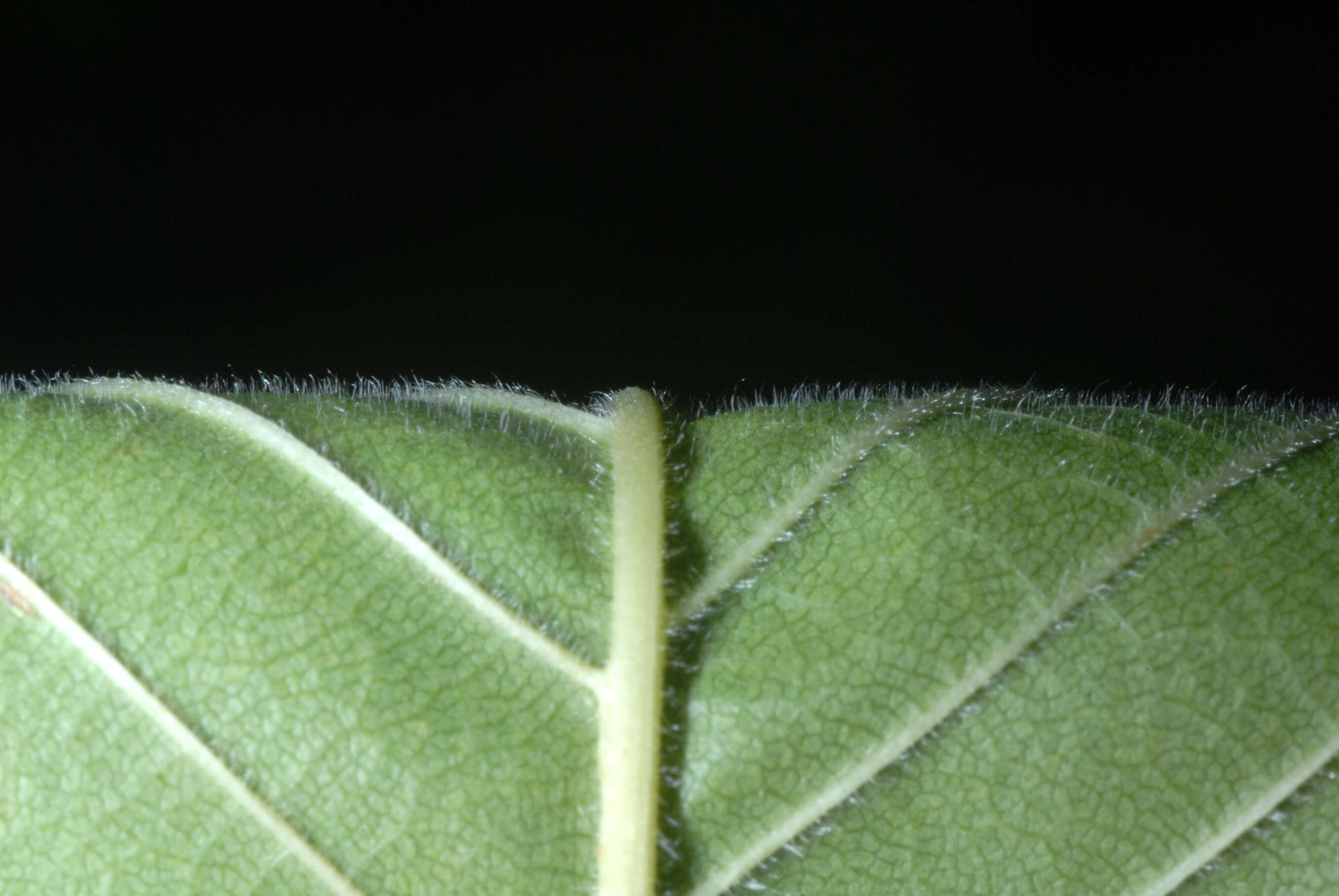 Image of cork elm