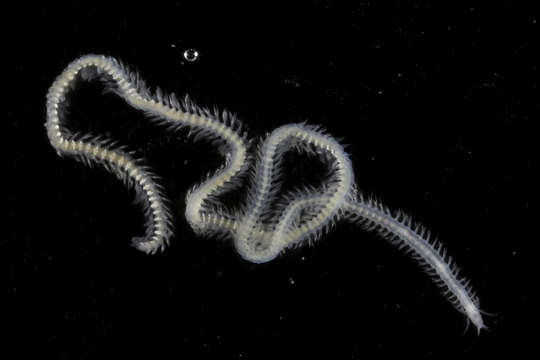 Image of Phyllodocinae