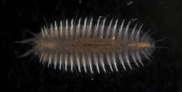 Image of polynoid scaleworms