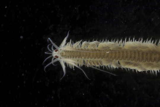 Eteoninae resmi