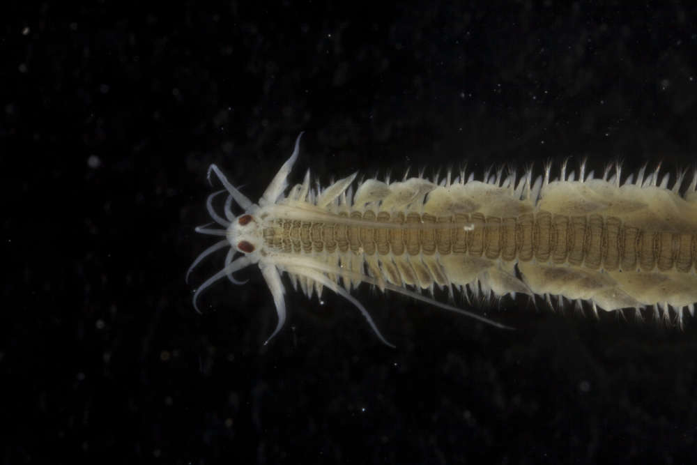 Image of Eteoninae