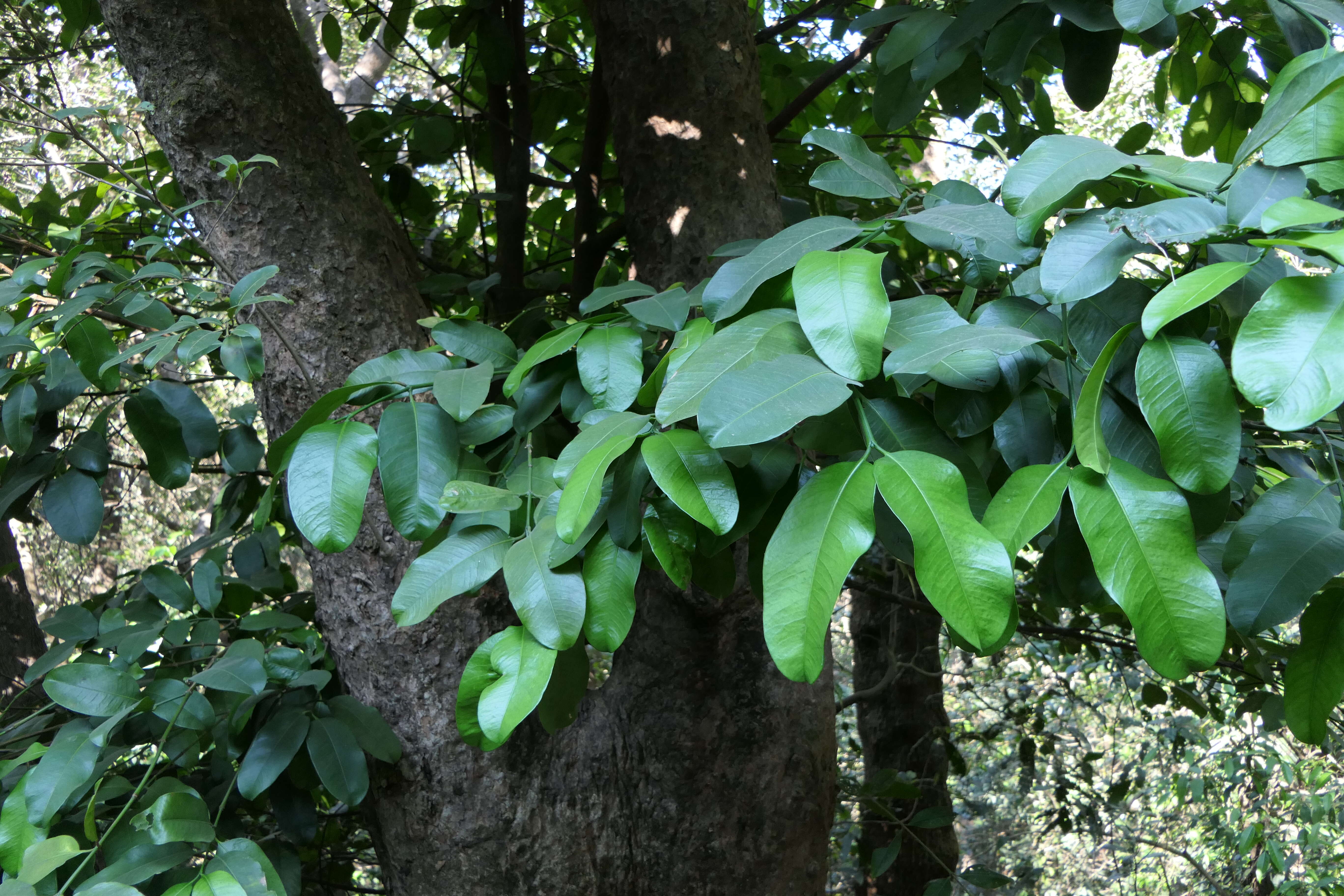 Image of Garcinia talbotii Raiz.