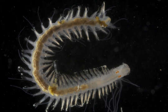 Image of Hesionidae