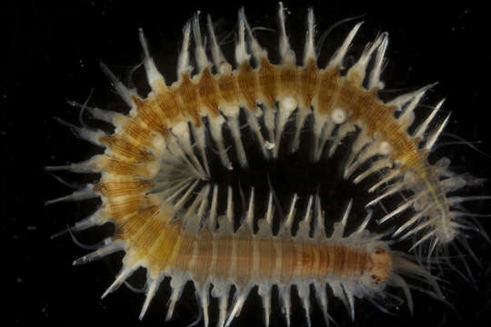 Image of Phyllodocida