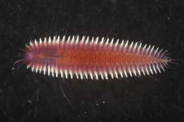 Image of Phyllodocida