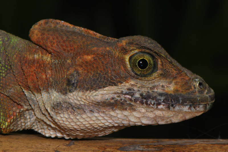 Image of Western basilisk