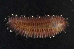Image of Arctonoinae