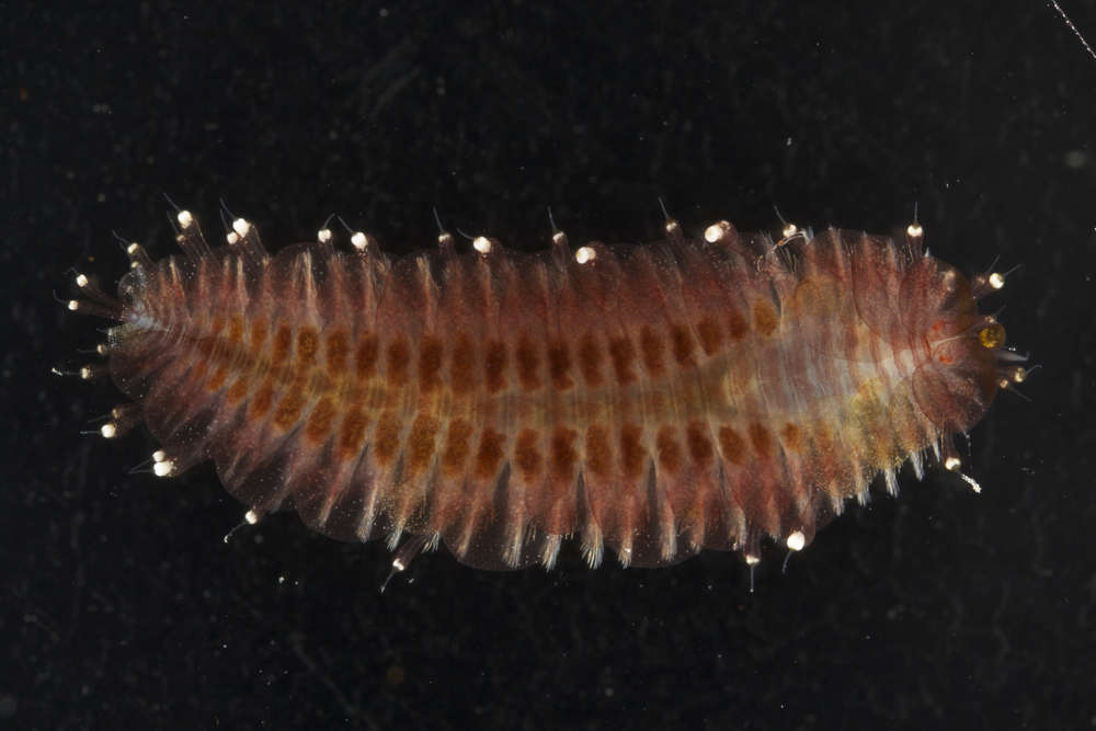 Image of Arctonoinae
