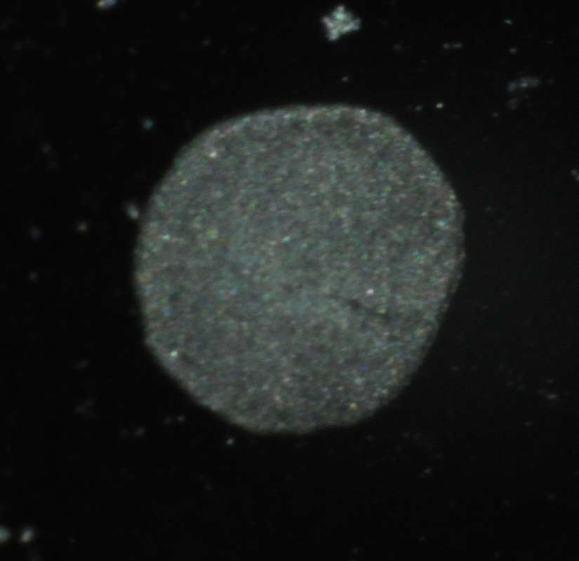 Image of placozoans