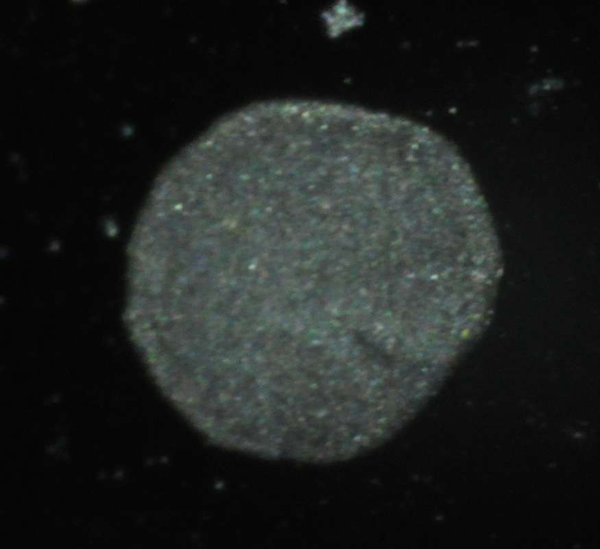 Image of placozoans