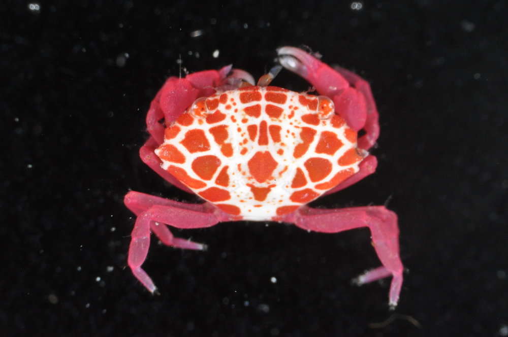 Image of red liomera