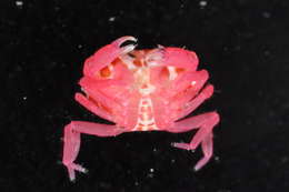 Image of red liomera