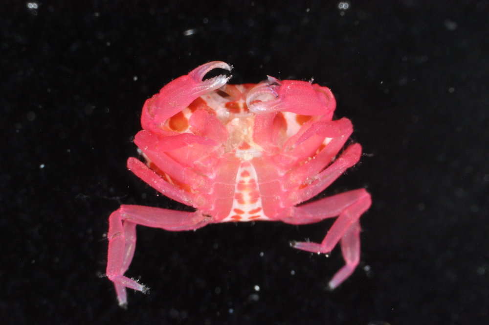 Image of red liomera