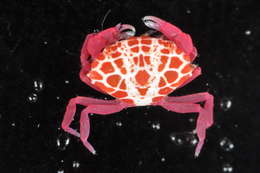 Image of red liomera