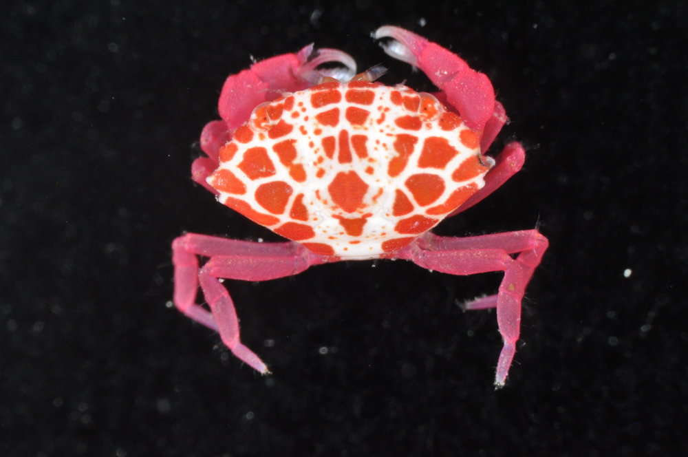 Image of red liomera