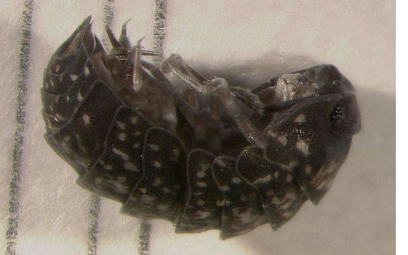 Image of woodlice