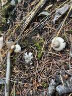 Image of Geastrum saccatum