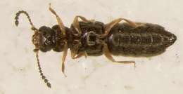 Image of Staphylinoidea