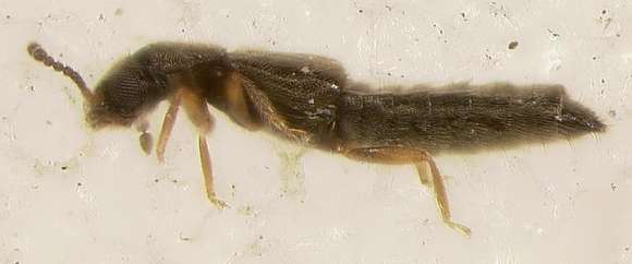 Image of Staphylinoidea