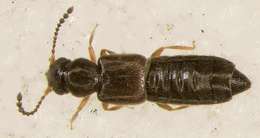 Image of Staphylinoidea