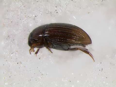 Image of water scavenger beetle