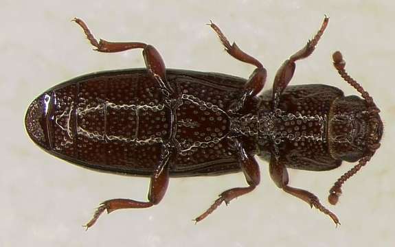 Image of Sap, Bark and Fungus Beetles