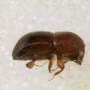 Image of granulated ambrosia beetle