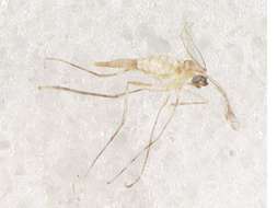 Image of Bibionomorpha