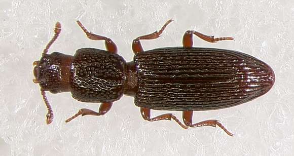 Image of Fungus, Bark, Darkling and Blister Beetles