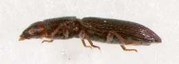 Image of Fungus, Bark, Darkling and Blister Beetles