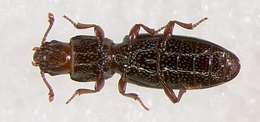 Image of Fungus, Bark, Darkling and Blister Beetles