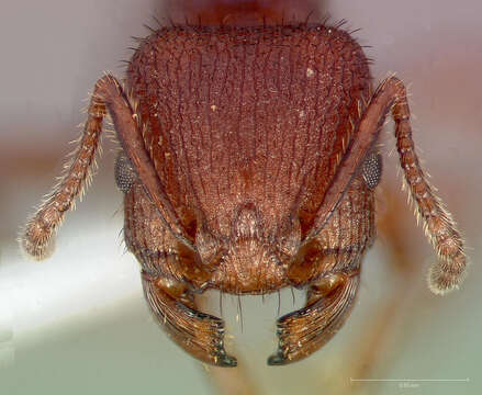 Image of Pogonomyrmex imberbiculus Wheeler 1902