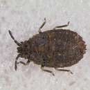 Image of flat bugs