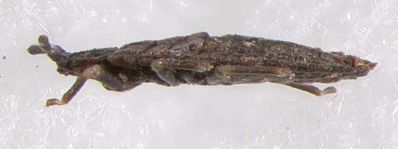 Image of Aradoidea