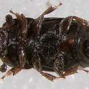 Image of Pineapple Beetle