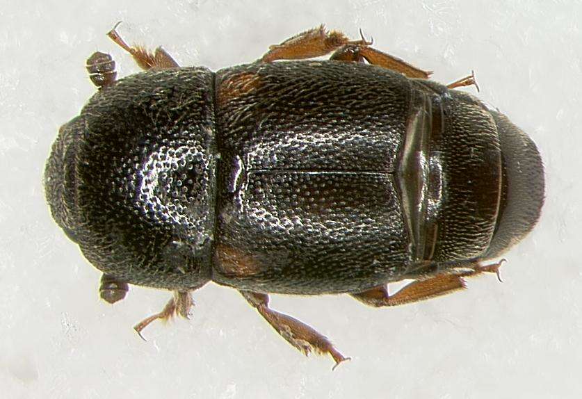 Sivun Urophorus kuva