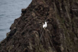 Image de Albatros de Carter