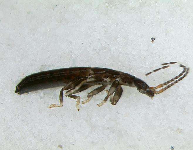 Image of Panarthropoda