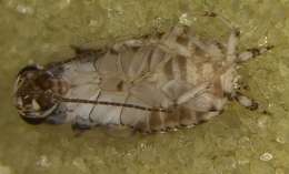 Dictyoptera resmi