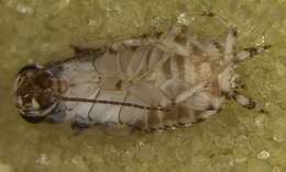 Image of Dictyoptera