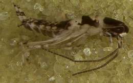Dictyoptera resmi