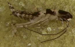 Image of Dictyoptera