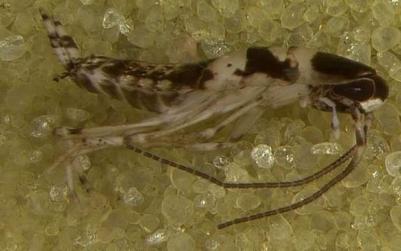 Image of Dictyoptera