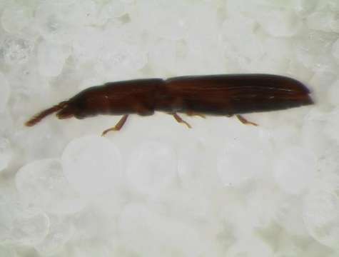 Image of Bark-gnawing, Checkered and Soft-winged Flower Beetles